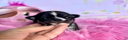 Chihuahua dogs for sale: Chihuahua Puppy 3 - Ad 7