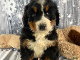Bernese Mountain Dog dogs Thor - Ad 30