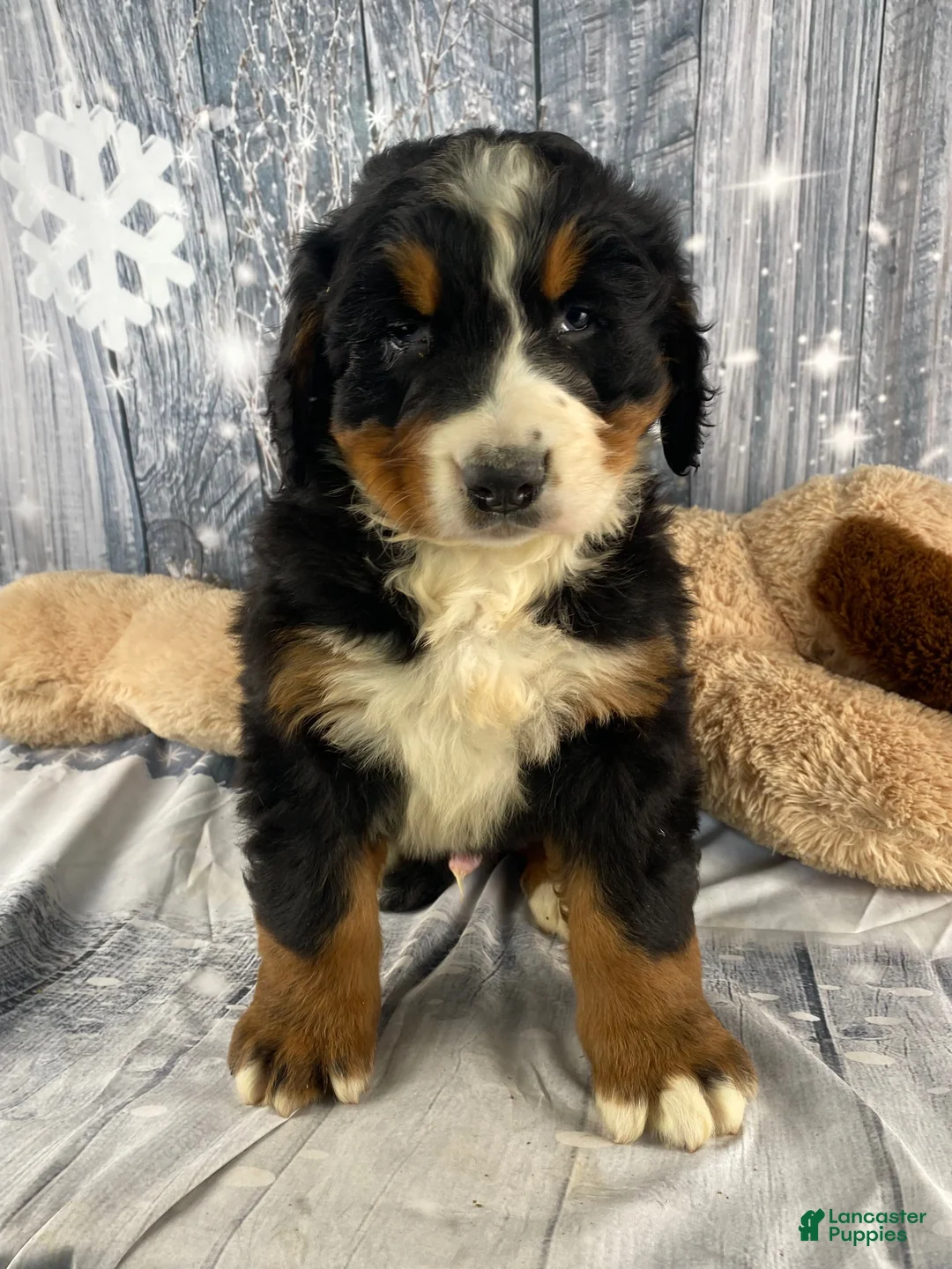 Bernese Mountain Dog dogs for sale: Thor - Ad 1