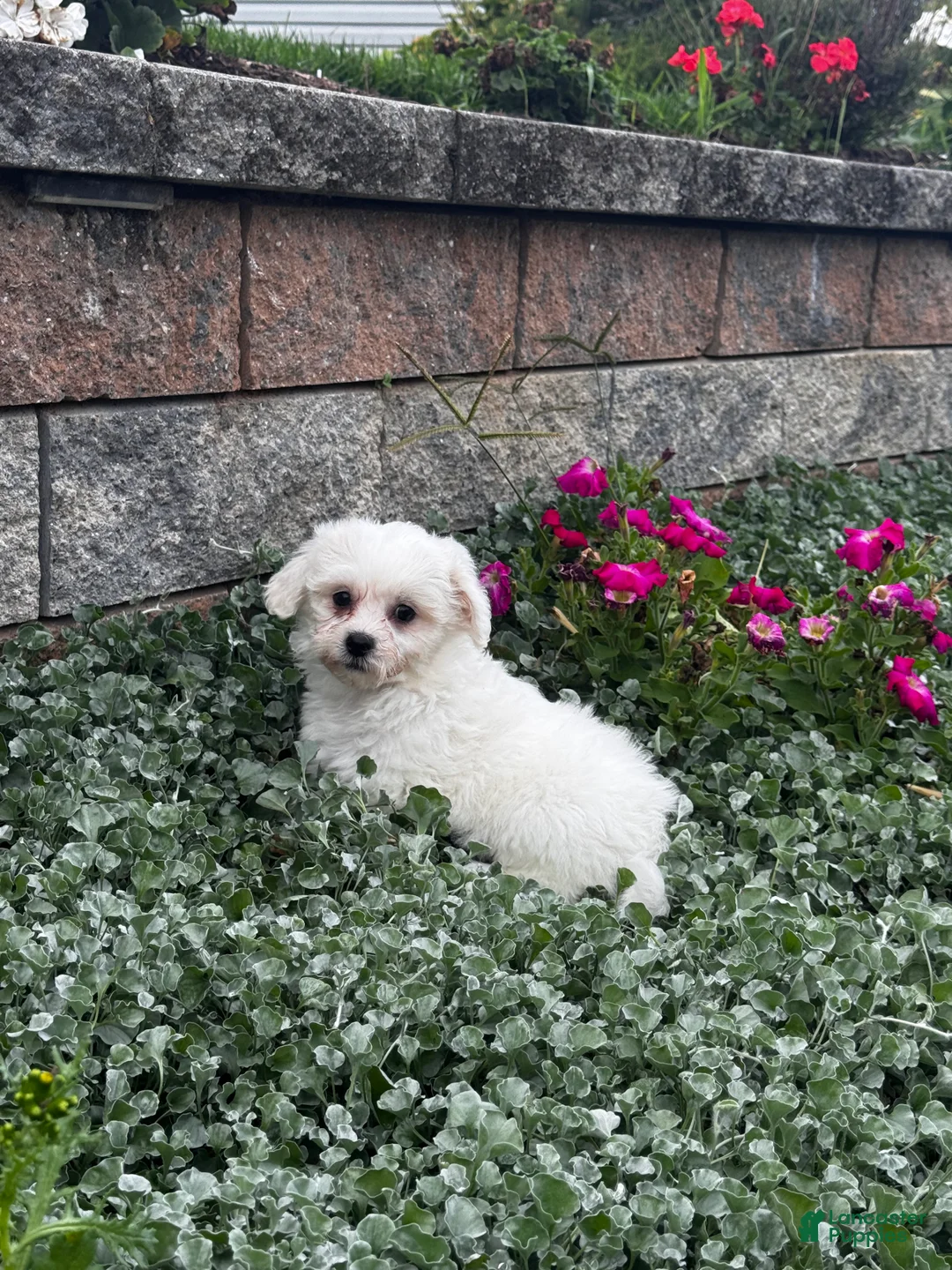 Teddy Bear dogs for sale: June  - Ad 2