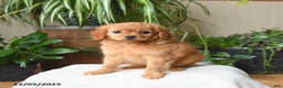 Cavapoo dogs for sale: Lola - Ad 3