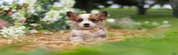 Welsh Corgi Pembroke dogs for sale: Myla - Ad 10