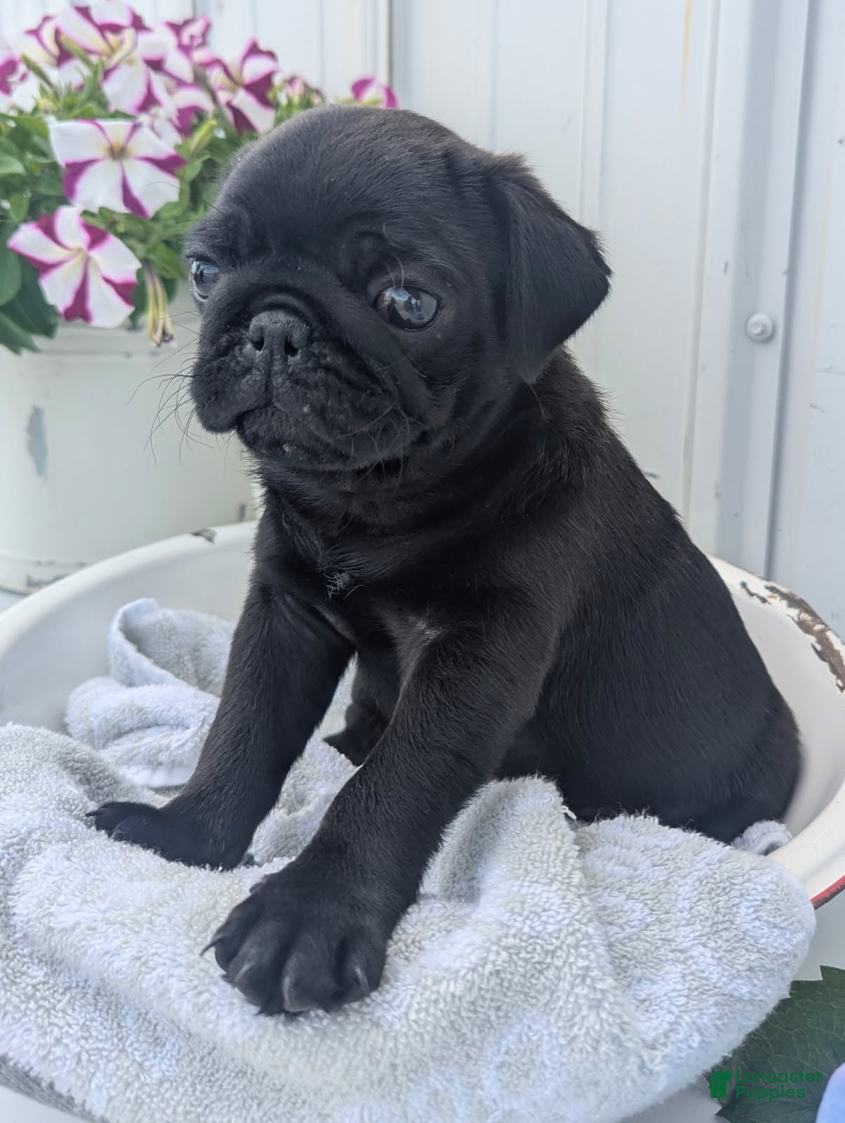 Pug dogs Oscar - Ad 1