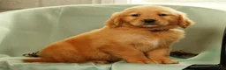 Golden Retriever dogs for sale: Justin - Ad 6
