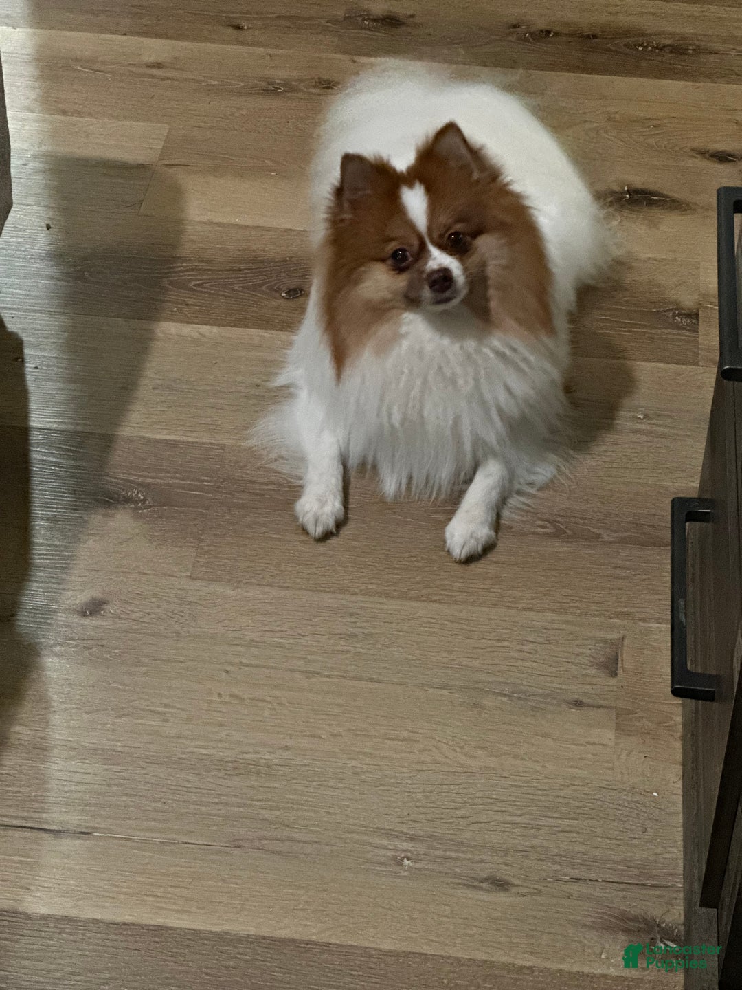 Pomeranian dogs for stud: Number of litters 3 - Ad 5