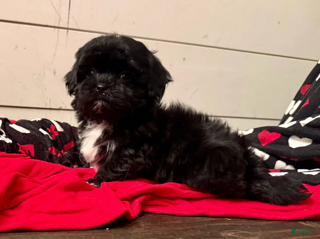 Shihpoo dogs for sale: Luna - Ad 1