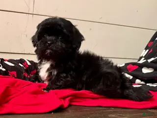 Shihpoo dogs Luna - Ad 16