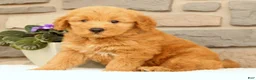 Mini Goldendoodle dogs for sale: Cash - Ad 5