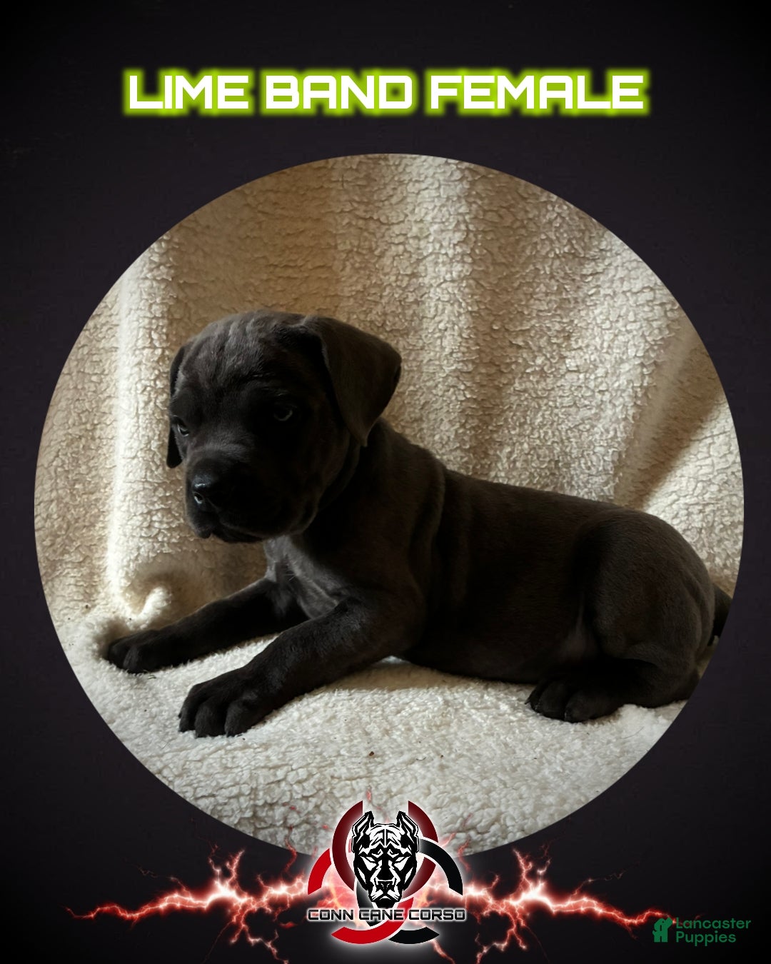 Cane Corso dogs Cane Corso Puppy 12 - Ad 32