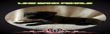 Cane Corso Puppy 12