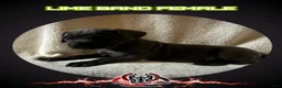 Cane Corso dogs for sale: Cane Corso Puppy 12 - Ad 1