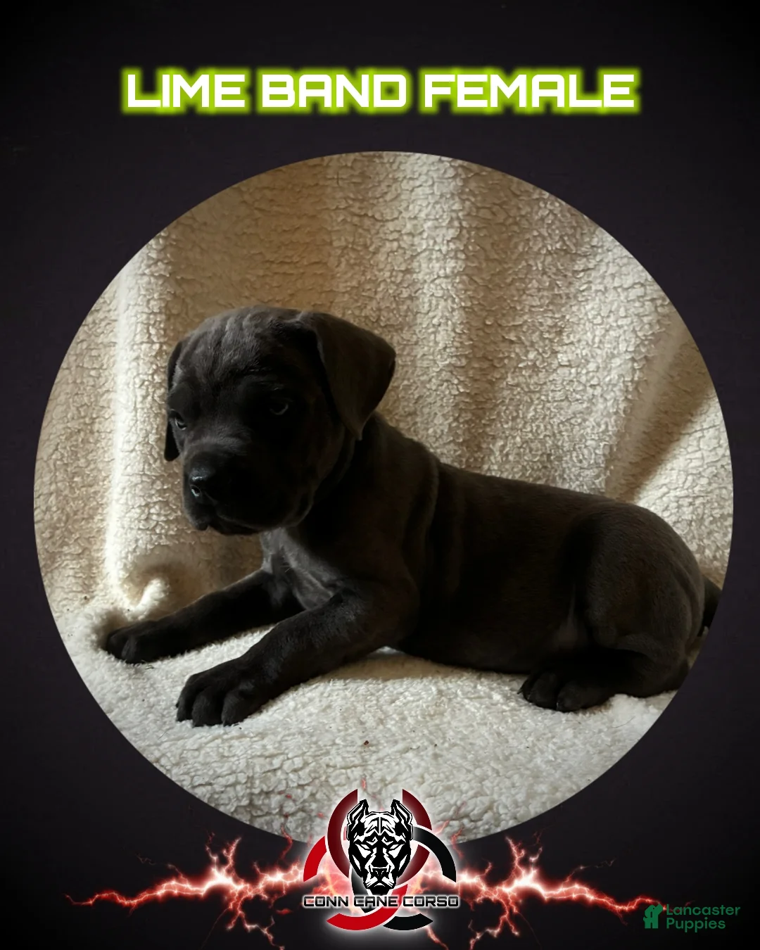 Cane Corso dogs for sale: Cane Corso Puppy 12 - Ad 1