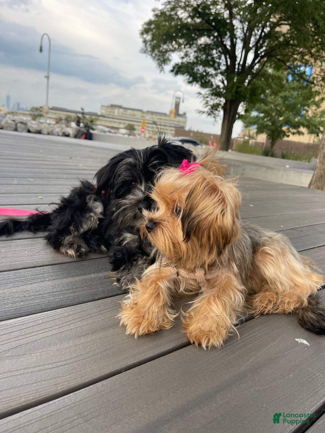 Yorkshire Terrier dogs for sale: Yorkshire Terrier Puppy 1 - Ad 7