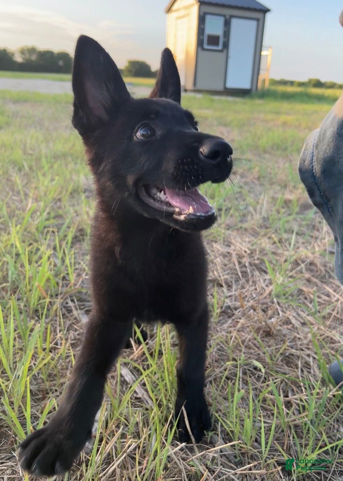 German Shepherd dogs Gina - Ad 6