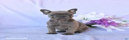Frenchton dogs for sale: Ava  - Ad 5