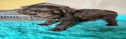 Labradoodle dogs for sale: Labradoodle 1 - Ad 5