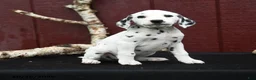 Dalmatian dogs for sale: Jasmine - Ad 2