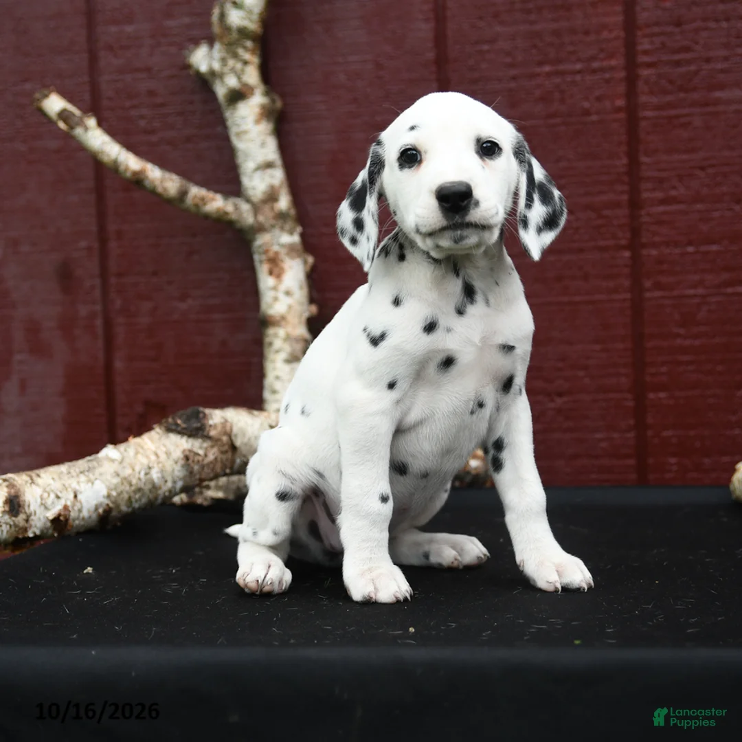 Dalmatian dogs for sale: Jasmine - Ad 2