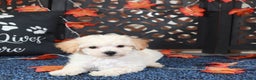 Bichpoo dogs for sale: AJ Affectionate Poochon Puppy - Ad 2