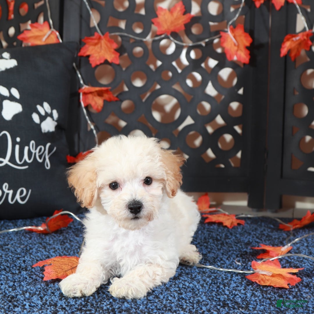 Bichpoo dogs for sale: AJ Affectionate Poochon Puppy - Ad 2