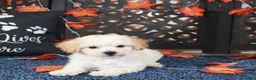 Bichpoo dogs for sale: AJ Affectionate Poochon Puppy - Ad 2