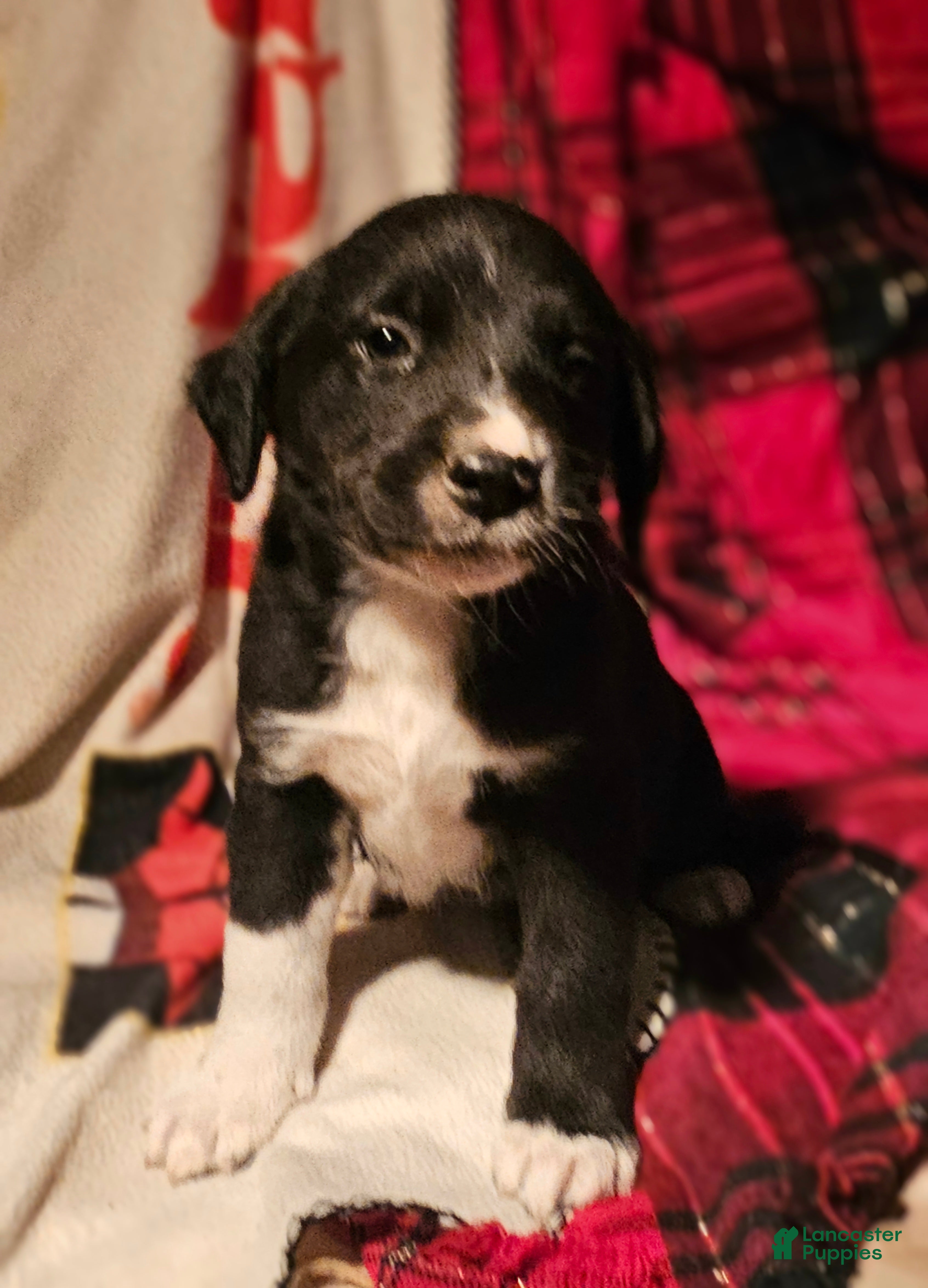 Border Collie dogs Ice - Ad 15