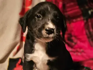 Border Collie dogs Ice - Ad 23