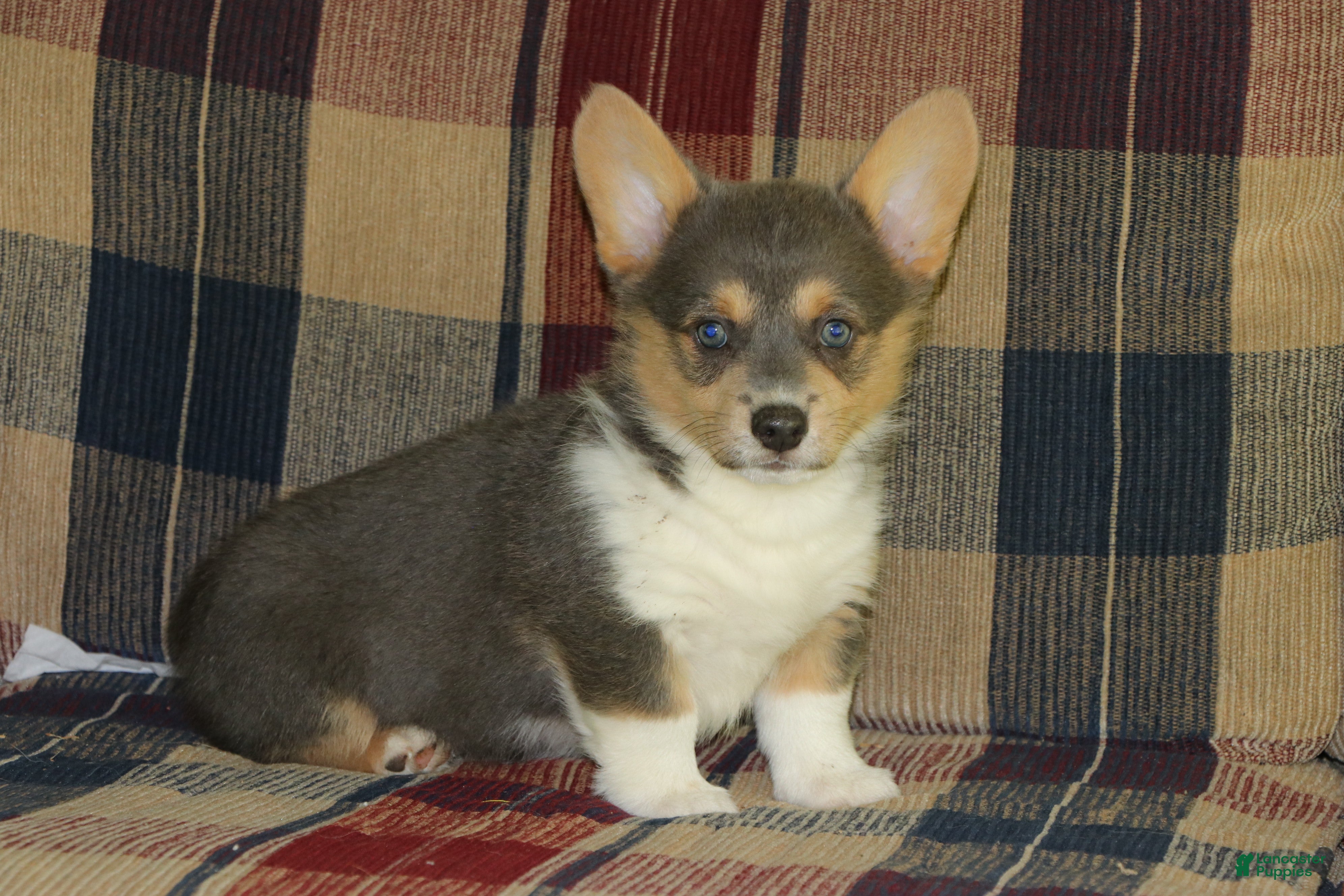 Welsh Corgi Pembroke dogs Oliver - Ad 31