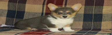 Oliver