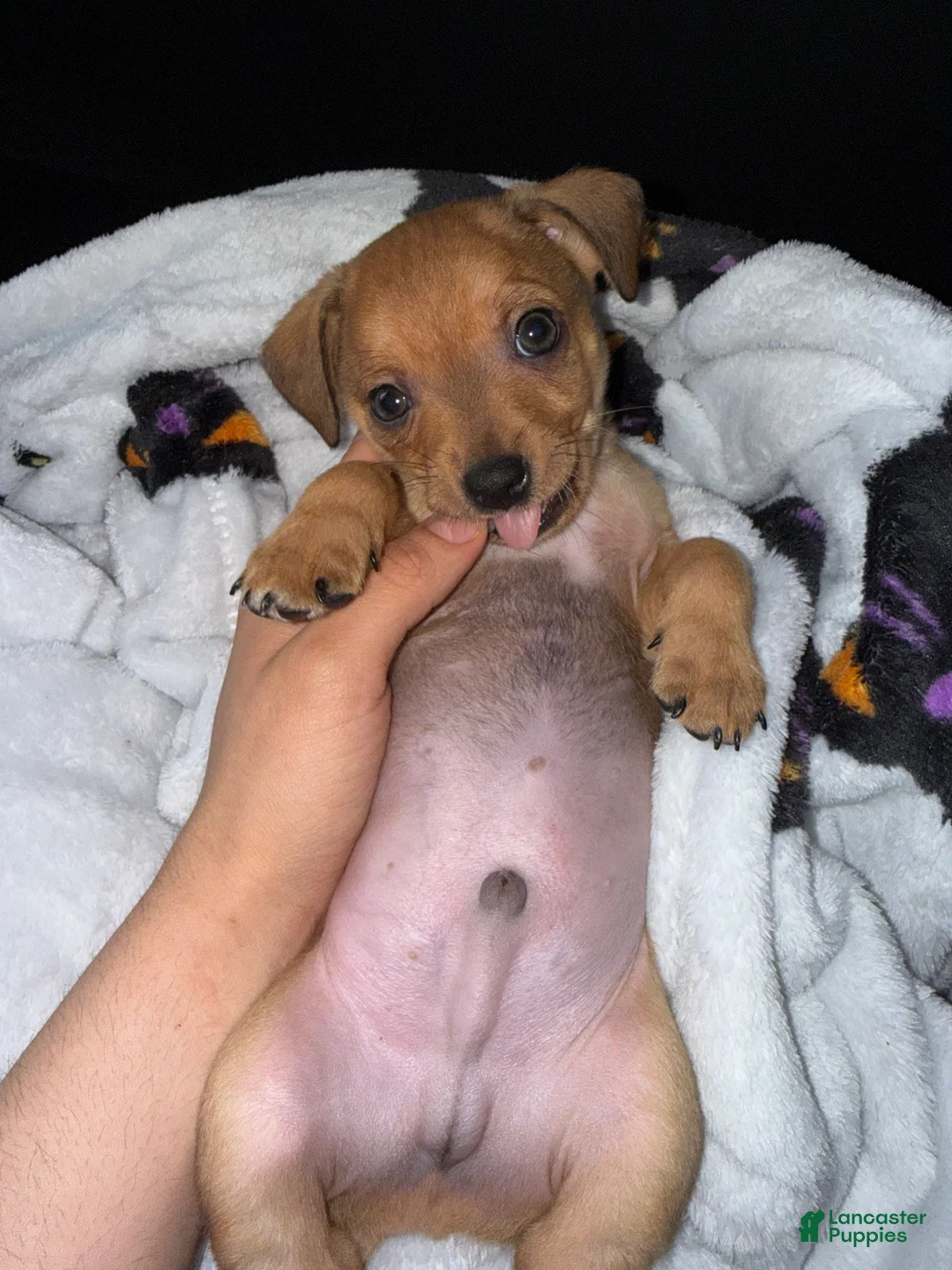 Mixed Breed dogs for sale: Chungus - Ad 2