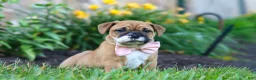 Mixed Breed dogs for sale: Chloe - Ad 11