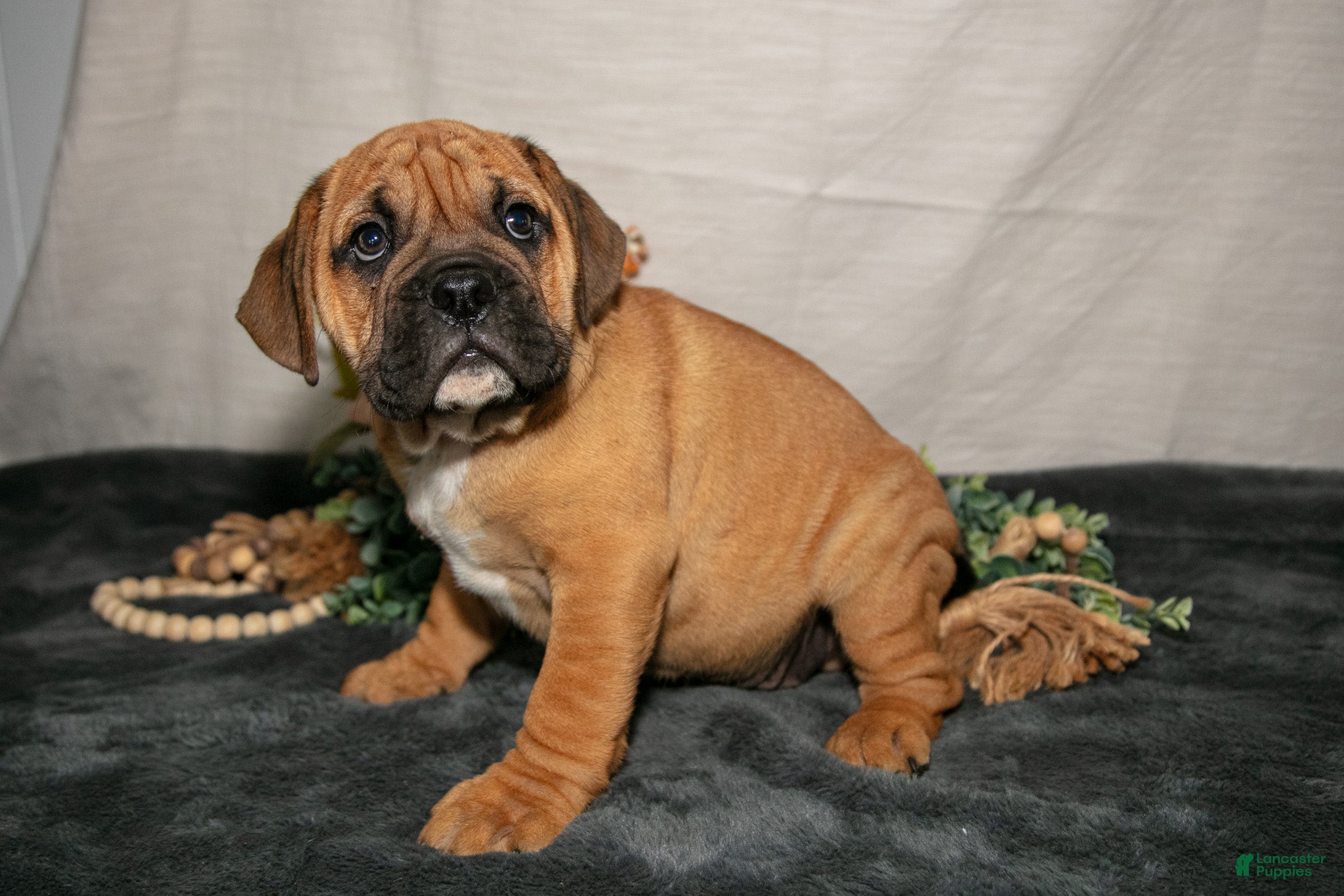 Beabull dogs Roscoe - Ad 2
