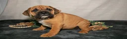 Beabull dogs for sale: Roscoe - Ad 2