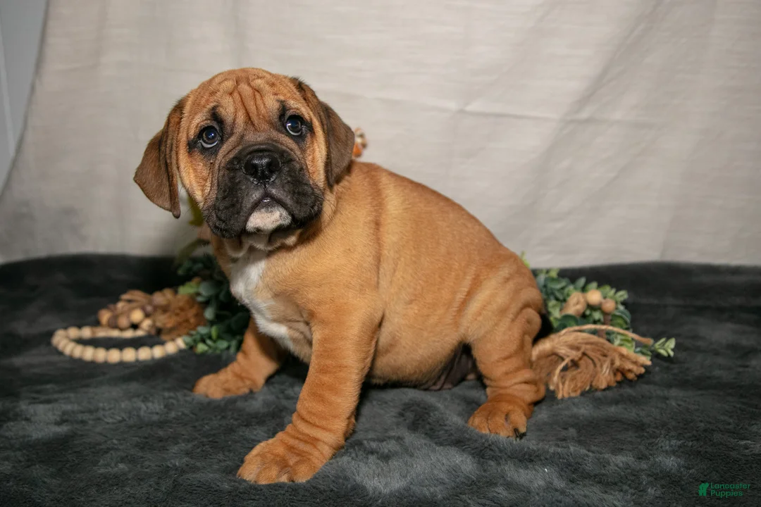 Beabull dogs for sale: Roscoe - Ad 2