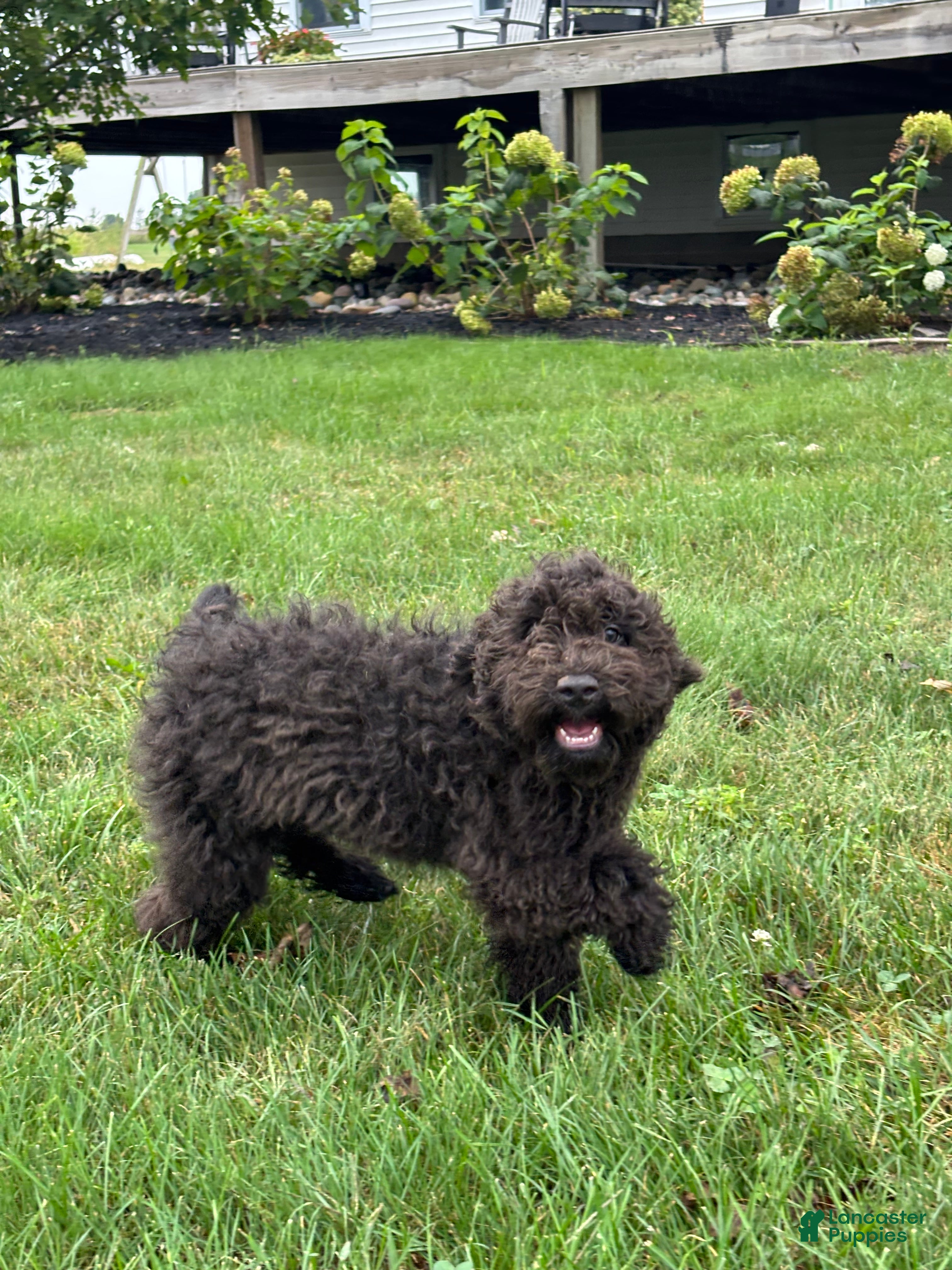 Miniature Poodle dogs Edna - Ad 2