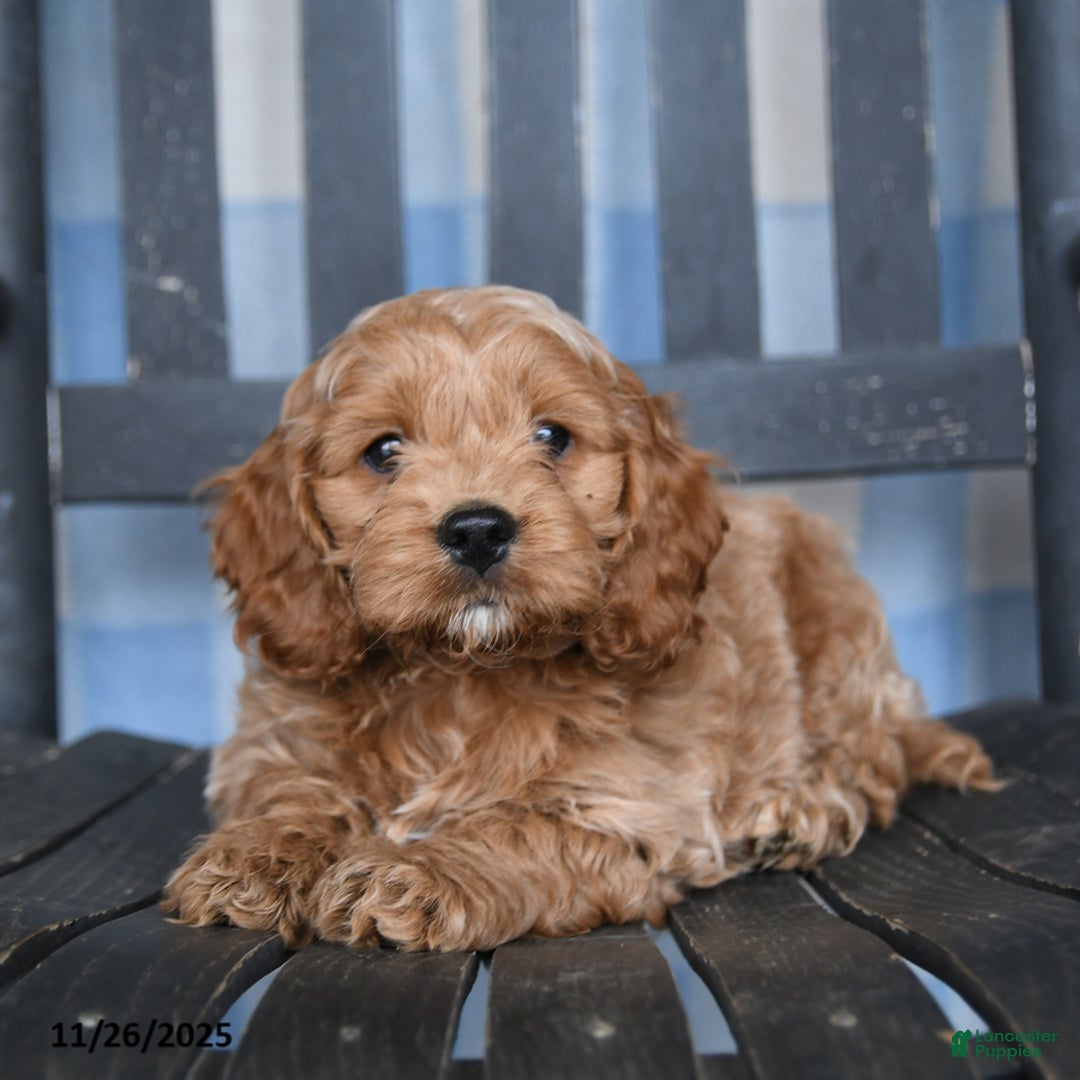 Cockapoo dogs for sale: Ronny - Ad 1