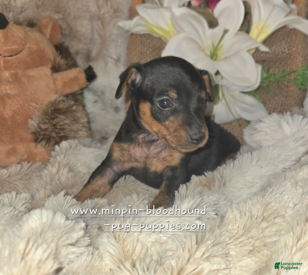 Miniature Pinscher dogs for sale: Tiffany  - Ad 1