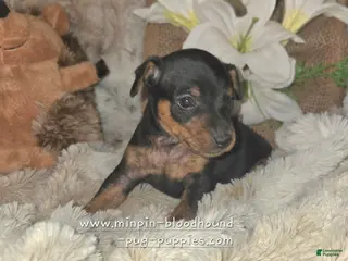 Miniature Pinscher dogs for sale: Tiffany - Ad 3