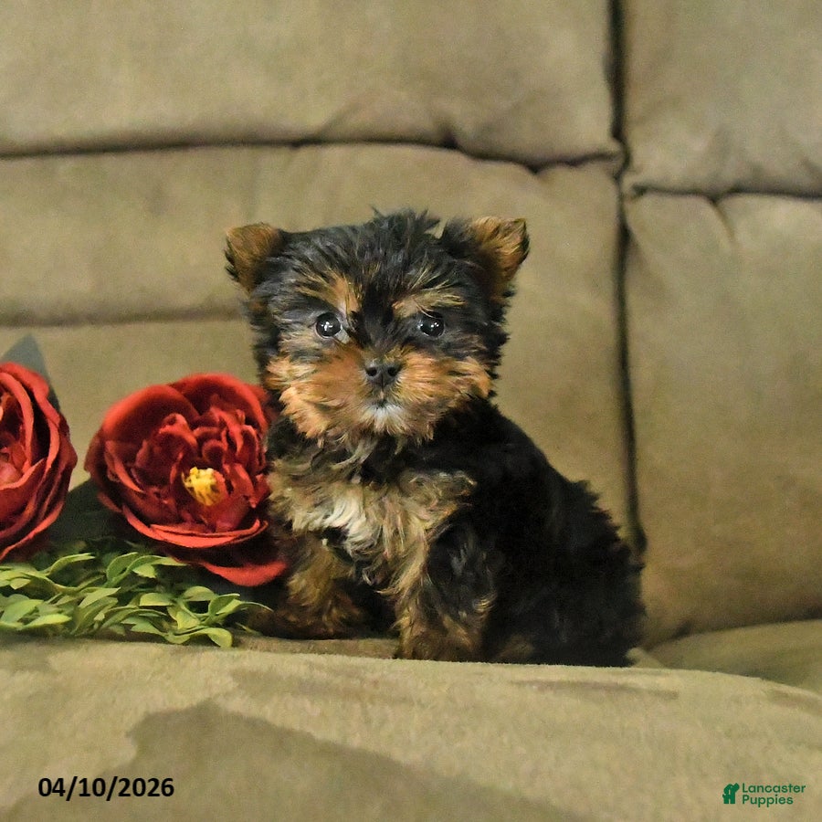 Yorkshire Terrier dogs for sale: Chester - Ad 3
