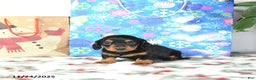 Miniature Dachshund dogs for sale: Lilly - Ad 2