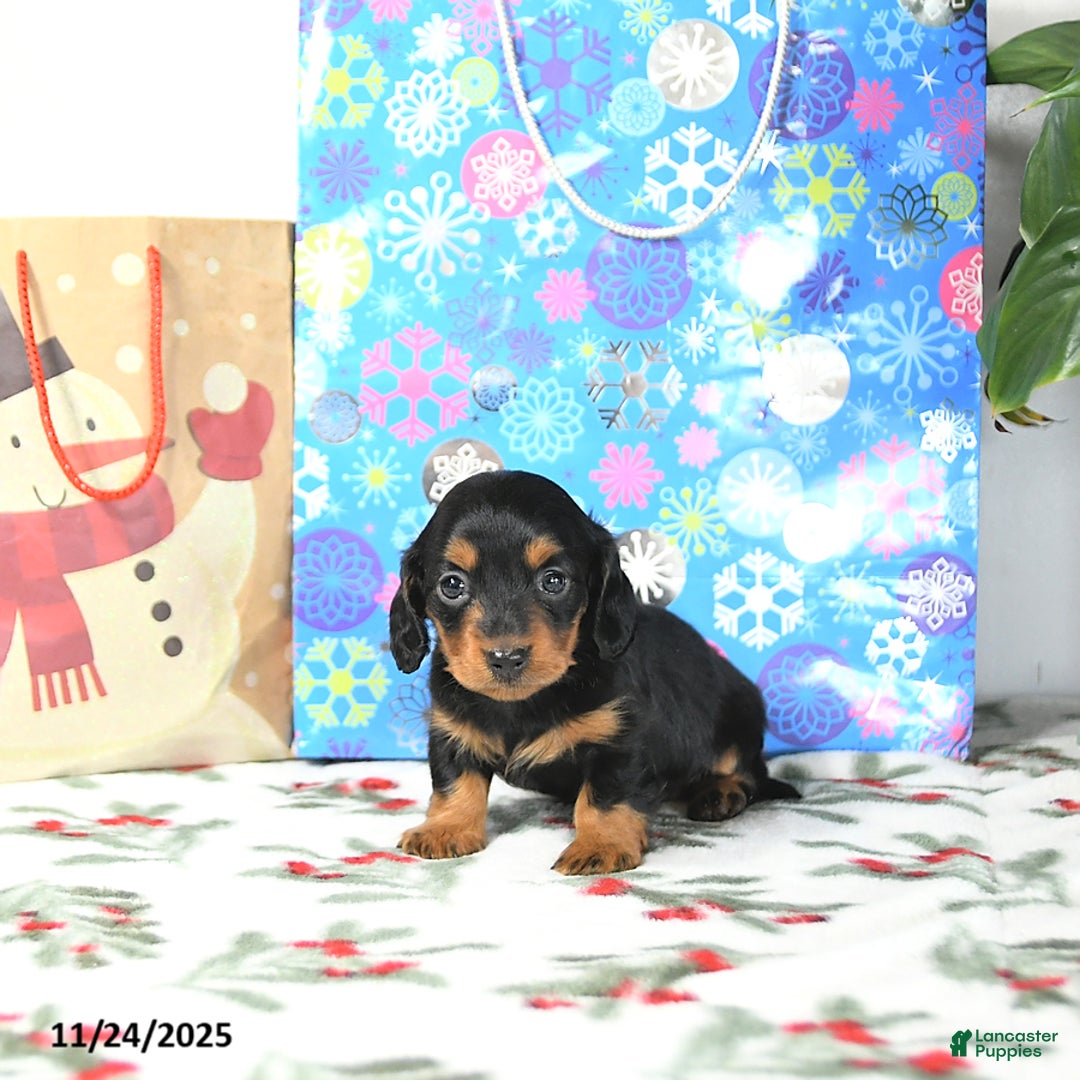 Miniature Dachshund dogs for sale: Lilly - Ad 2