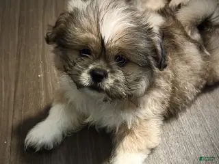 Mixed Breed dogs Peke- Tzu Pup 1 - Ad 21
