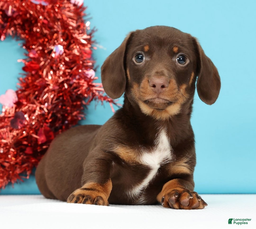 Miniature Dachshund dogs for sale: Kenny - Ad 1