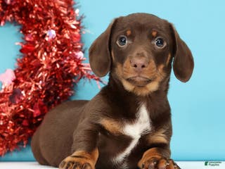 Miniature Dachshund dogs Kenny - Ad 38