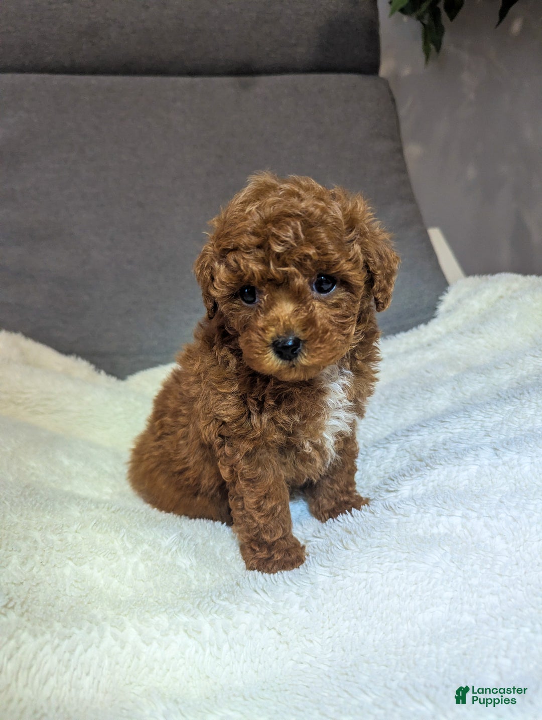 Toy Poodle dogs for sale: Gabe - Ad 8