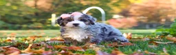 Mini Bernedoodle dogs for sale: Latte - Ad 3