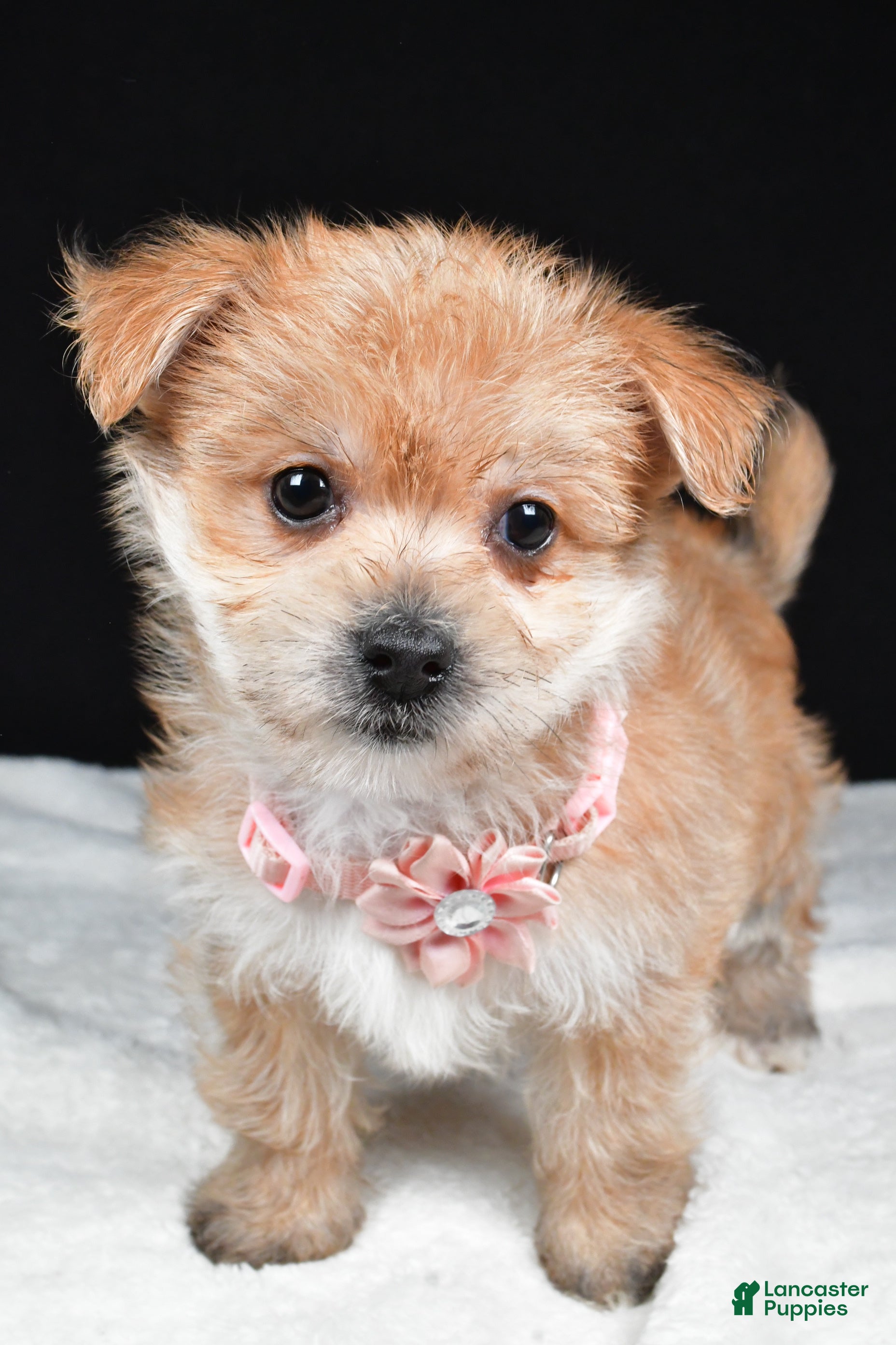 Morkie dogs Violet - Ad 1
