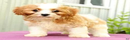 Cavapoo dogs for sale: Rex - Ad 4