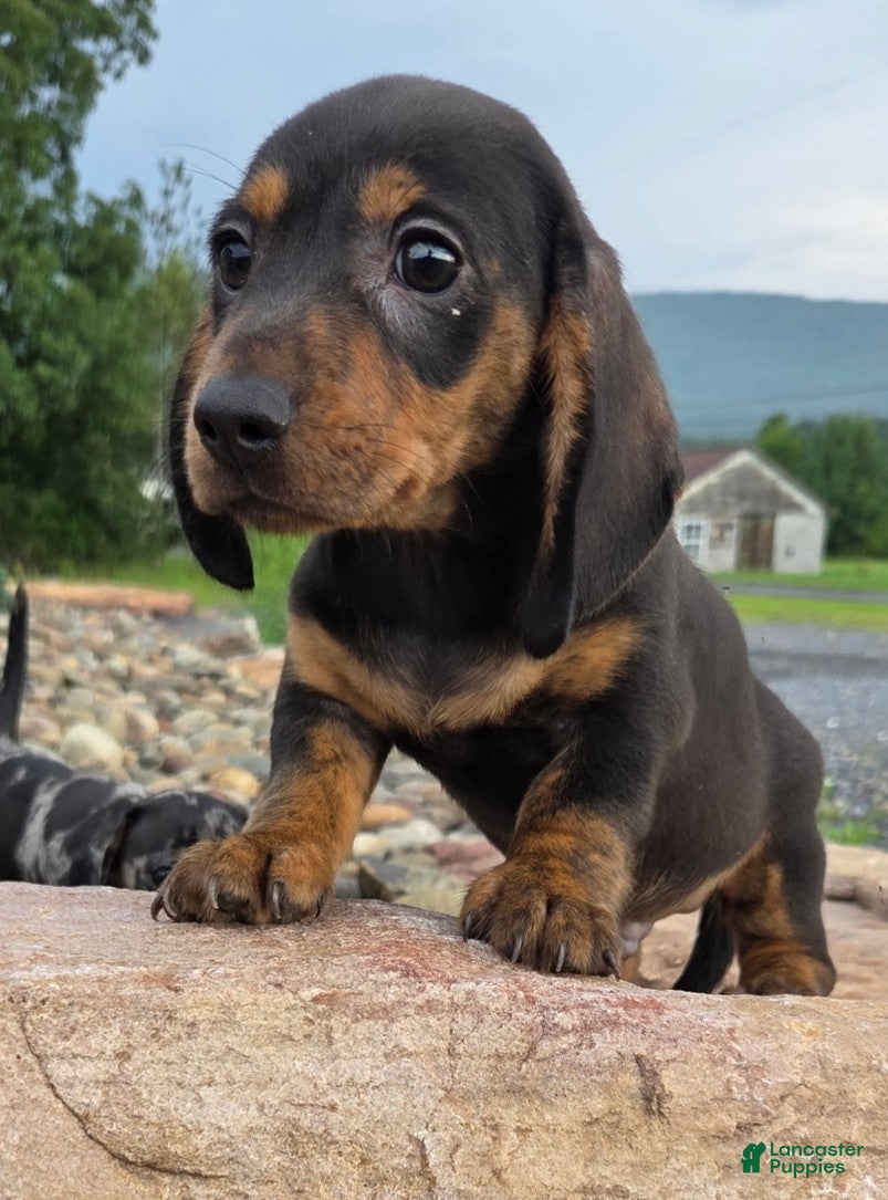 Miniature Dachshund dogs Johnny - Ad 1