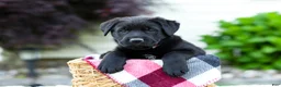 Sheprador dogs for sale: Baxter - Ad 5